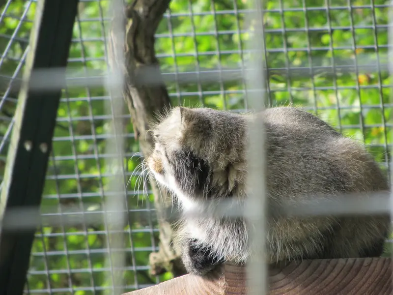 ザールブリュッケン動物園のカール・ハインツの写真