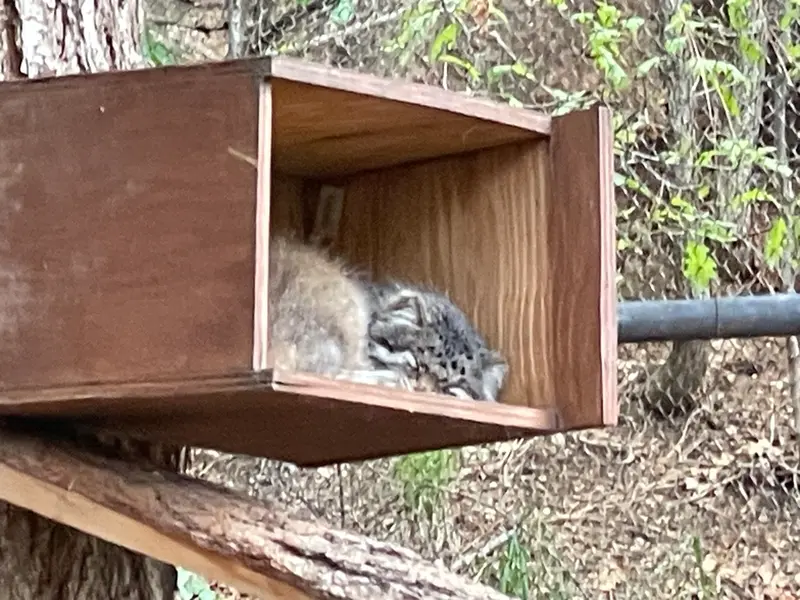 シャイアン・マウンテン動物園のボーの写真