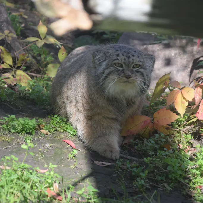 ブダペスト動物園＆植物園のボフスの写真
