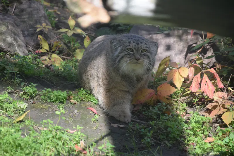 ブダペスト動物園・植物園のボフスの写真
