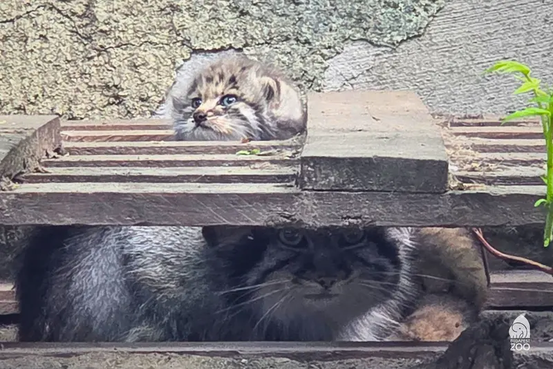 ブダペストの動物園で子マヌルが生まれました！ 🤩