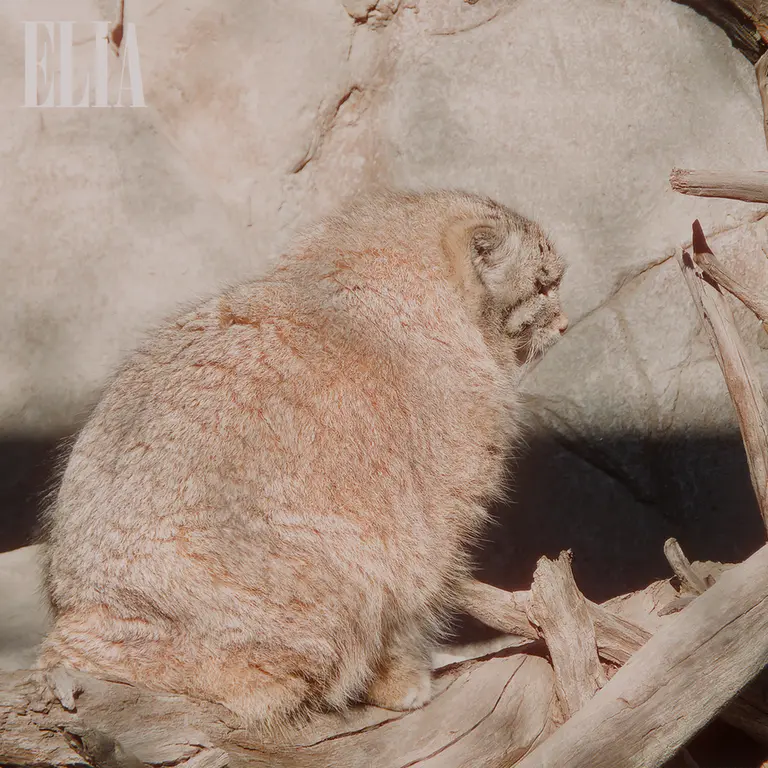 カルガリー動物園 / ワイルダー研究所のオラフの写真