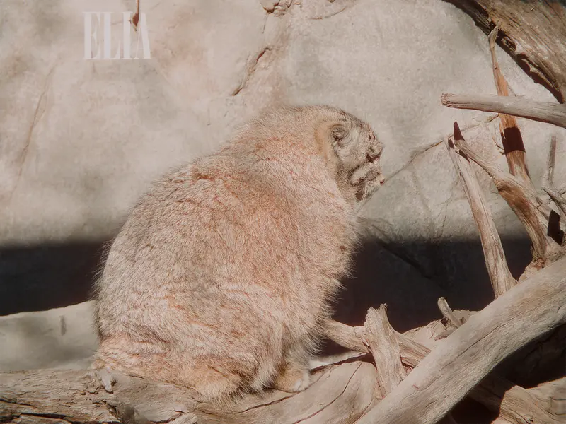 カルガリー動物園 / ワイルダー研究所のオラフの写真