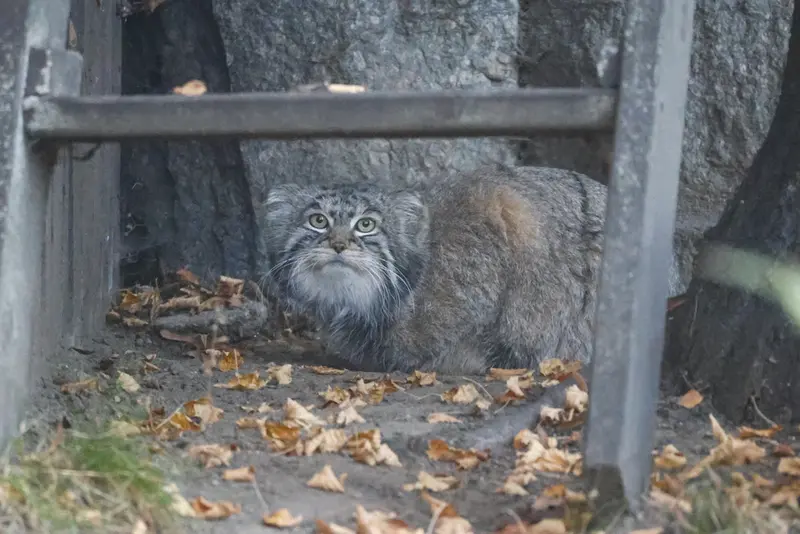 モスクワ動物園のティモフェイの写真