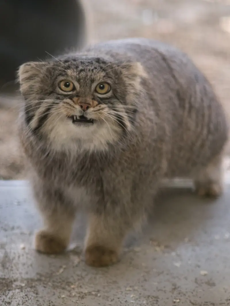 野毛山動物園のフィーガの写真