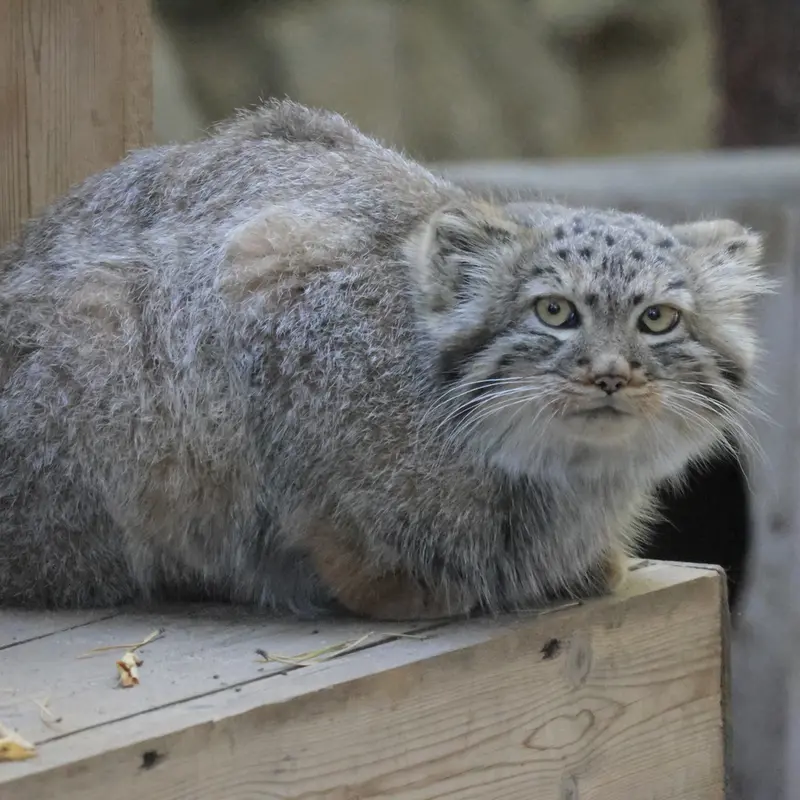 ノヴォシビルスク動物園のロロの娘 b.2026 Ⅰの写真