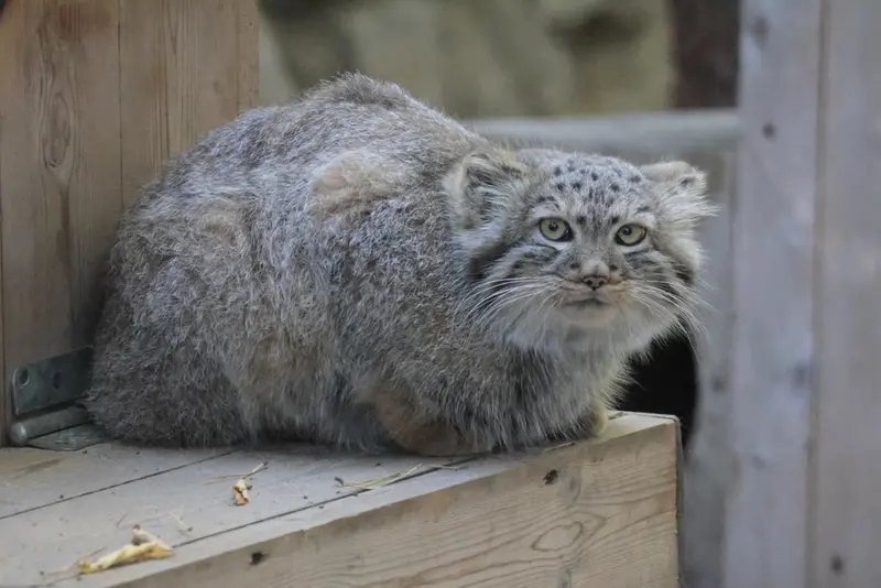 ノヴォシビルスク動物園のロロの娘 b.2026 Ⅰの写真