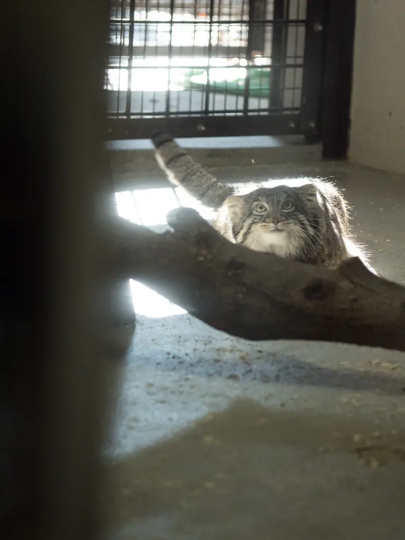 野毛山動物園のフィーガの写真