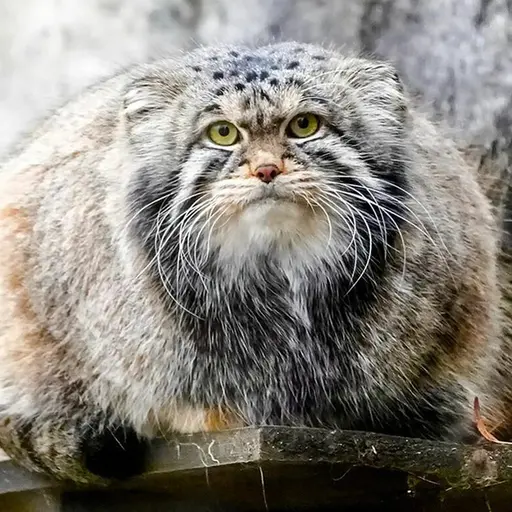 モスクワ動物園のティモフェイの写真