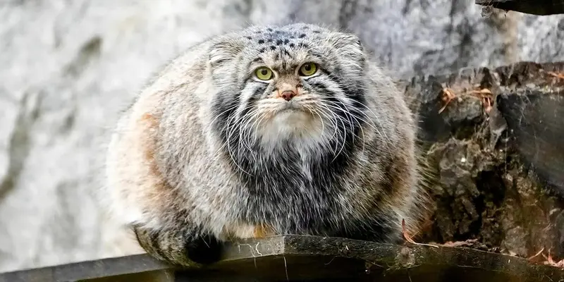 モスクワ動物園のティモフェイの写真