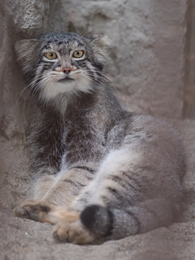 野毛山動物園のフィーガの写真