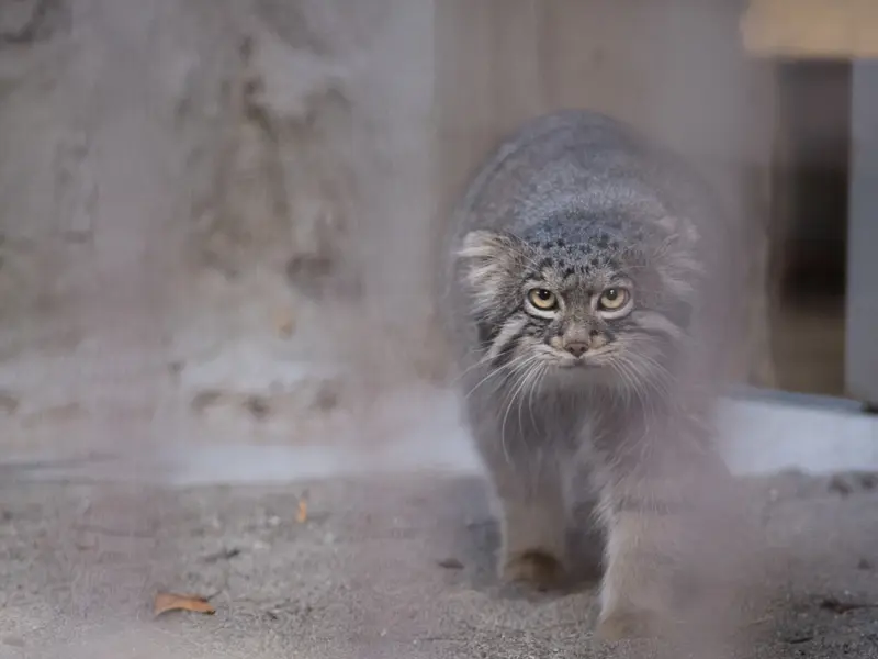 野毛山動物園のフィーガの写真