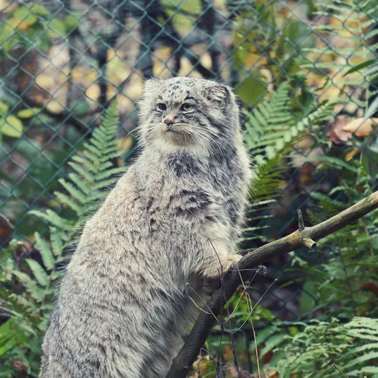 オペル動物園のバトゥの写真