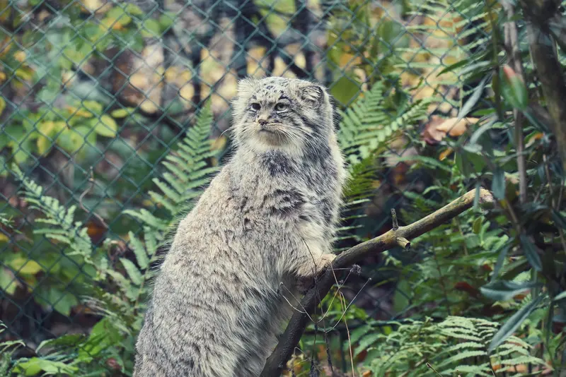 オペル動物園のバトゥの写真