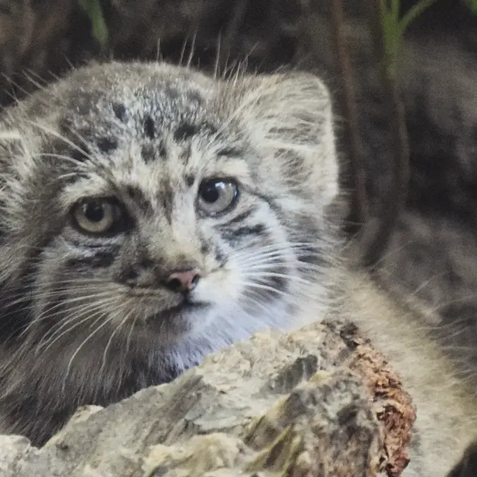 ブダペスト動物園＆植物園のボリス Ⅱの写真