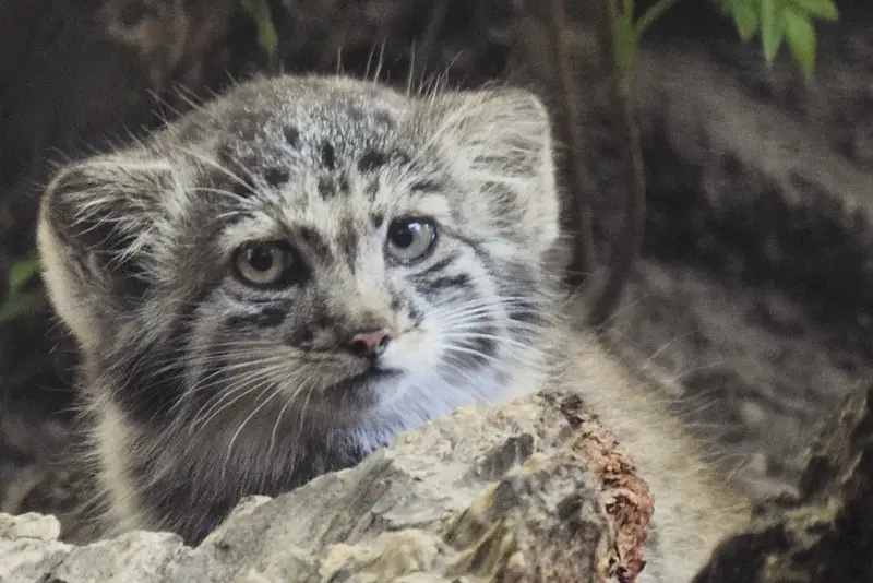 ブダペスト動物園・植物園のボリス Ⅱの写真