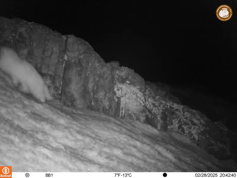 アクタス＝クンコラ［新］カメラトラップで撮影したOtocolobus manul manulの写真