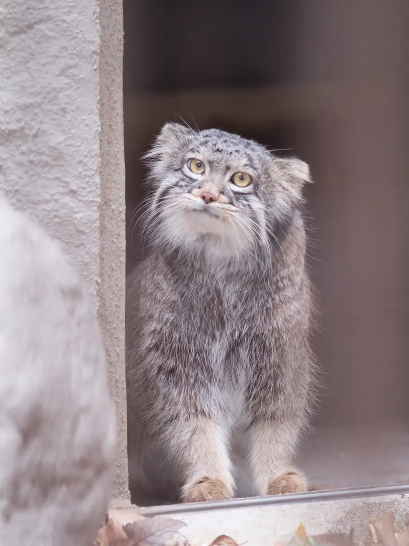 野毛山動物園のフィーガの写真