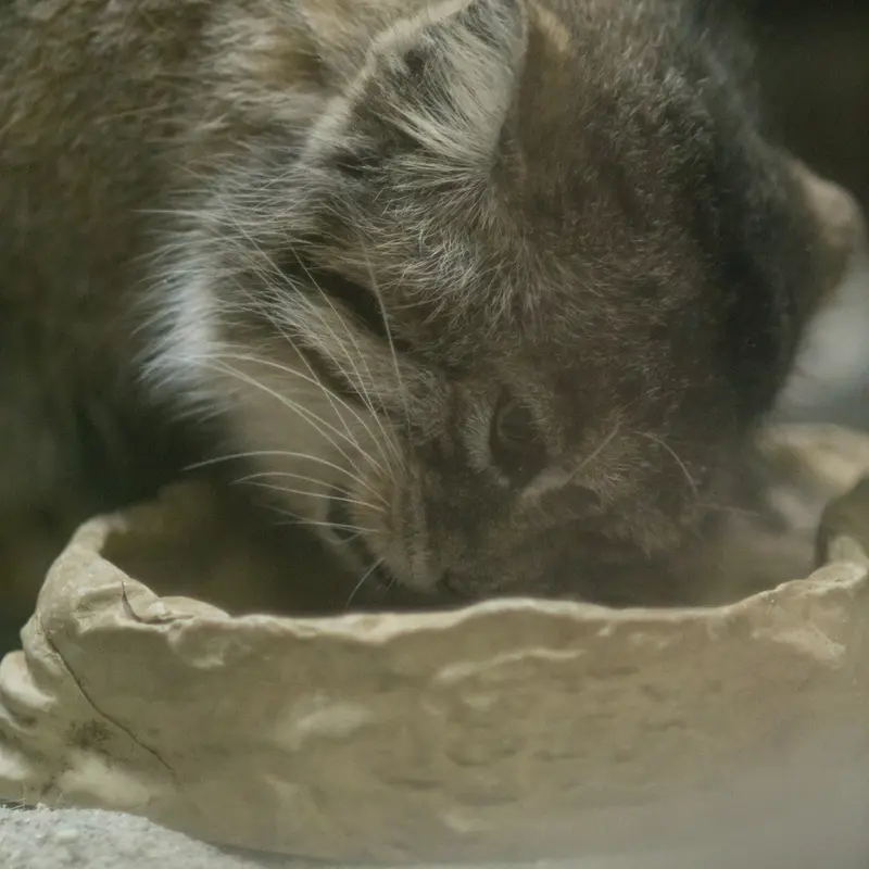 恩賜上野動物園のプリームラの写真