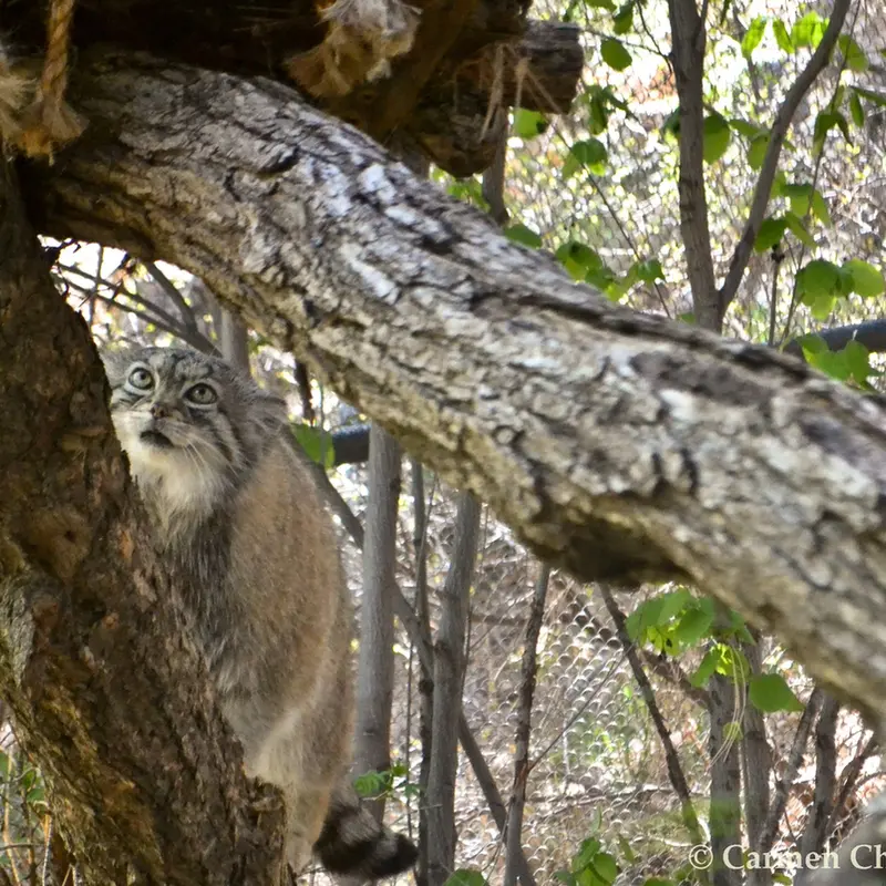 シャイアン・マウンテン動物園のナディアの写真