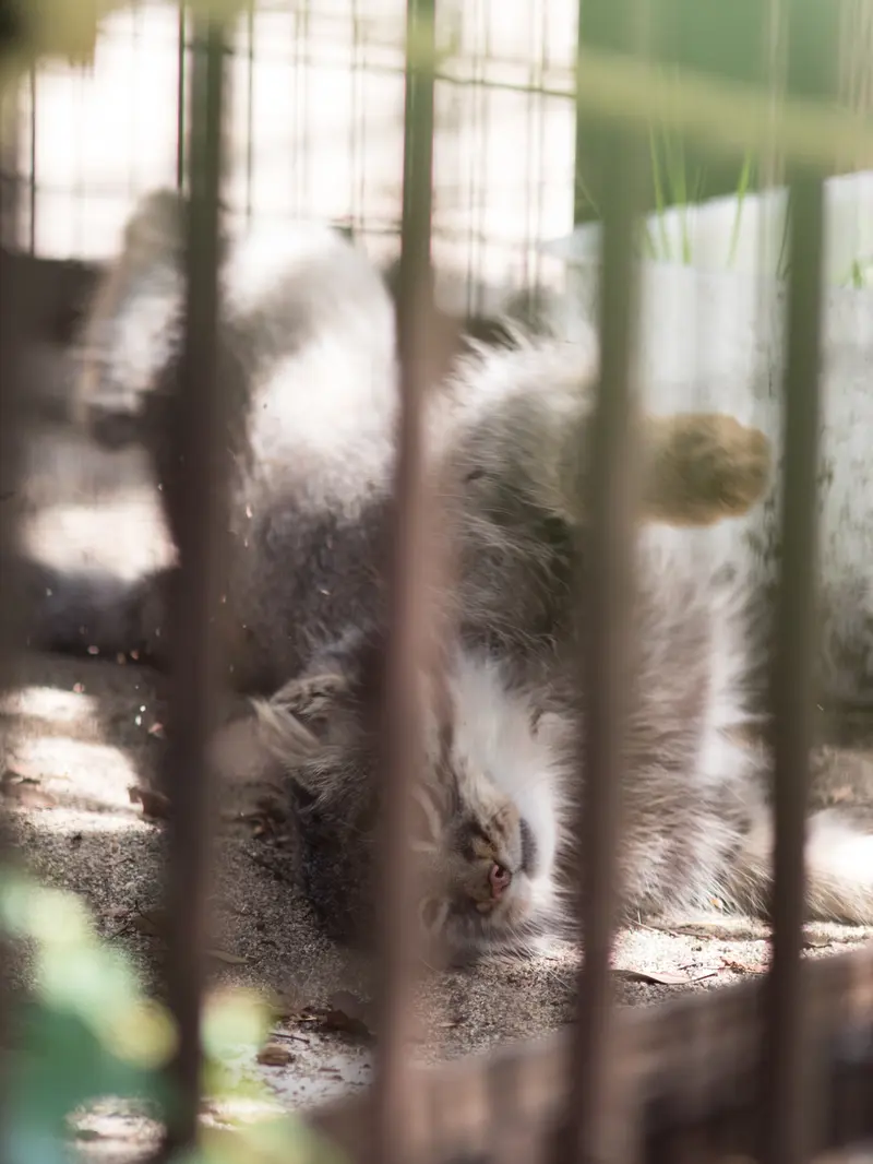 野毛山動物園のフィーガの写真