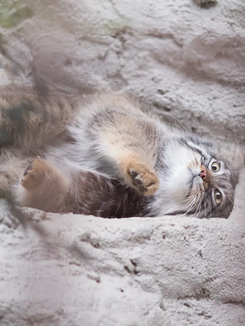 野毛山動物園のフィーガの写真