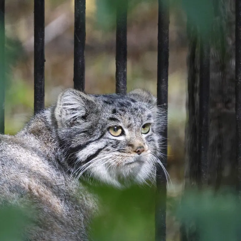 ノヴォシビルスク動物園のカトゥンの写真