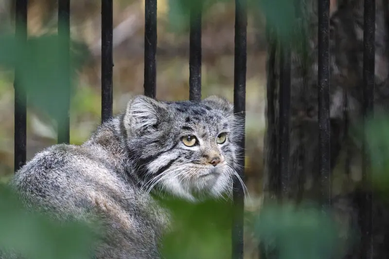 ノヴォシビルスク動物園のカトゥンの写真