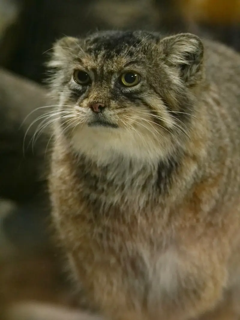 恩賜上野動物園のプリームラの写真