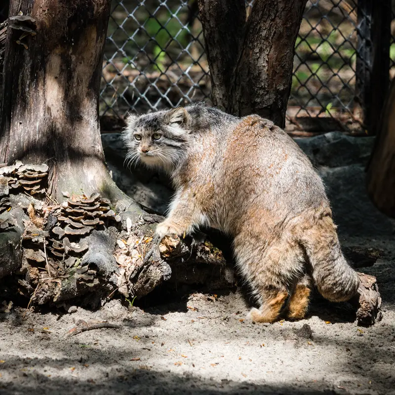 ノヴォシビルスク動物園のミアの写真