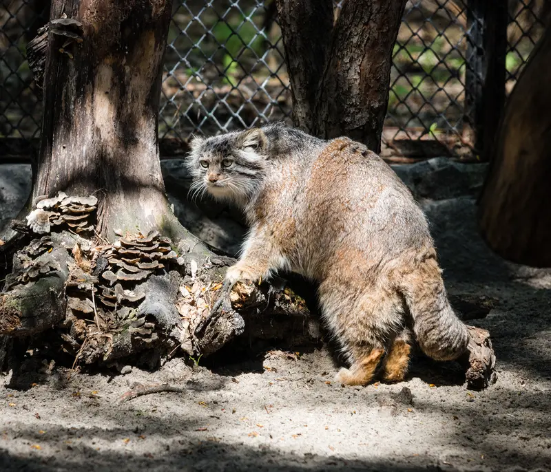 ノヴォシビルスク動物園のミアの写真
