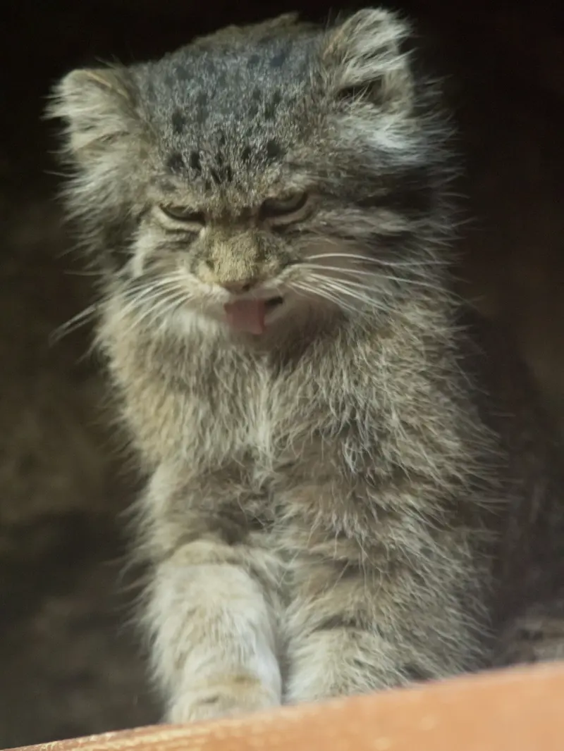 恩賜上野動物園のクリョンの写真