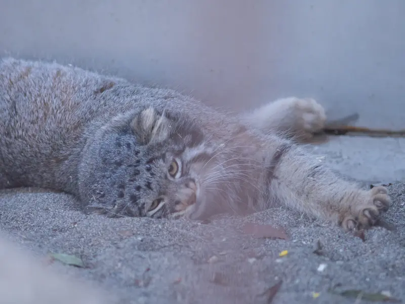 野毛山動物園のフィーガの写真
