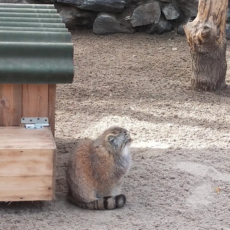 ノヴォシビルスク動物園のアーニャの写真