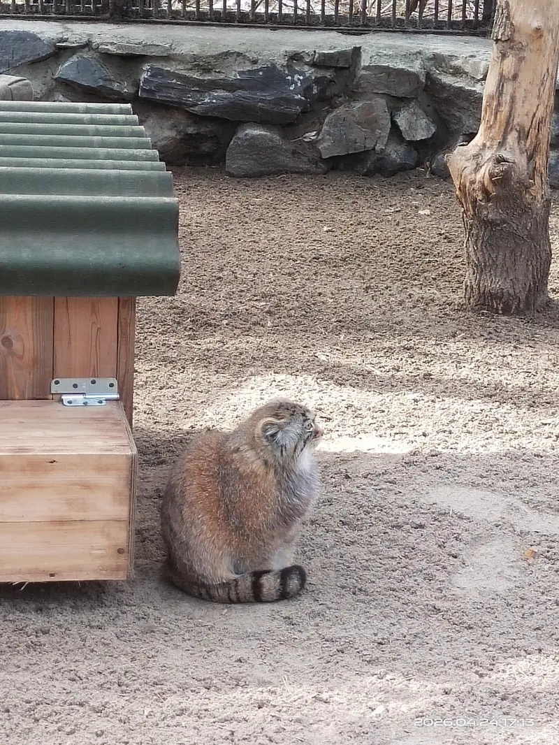 ノヴォシビルスク動物園のアーニャの写真