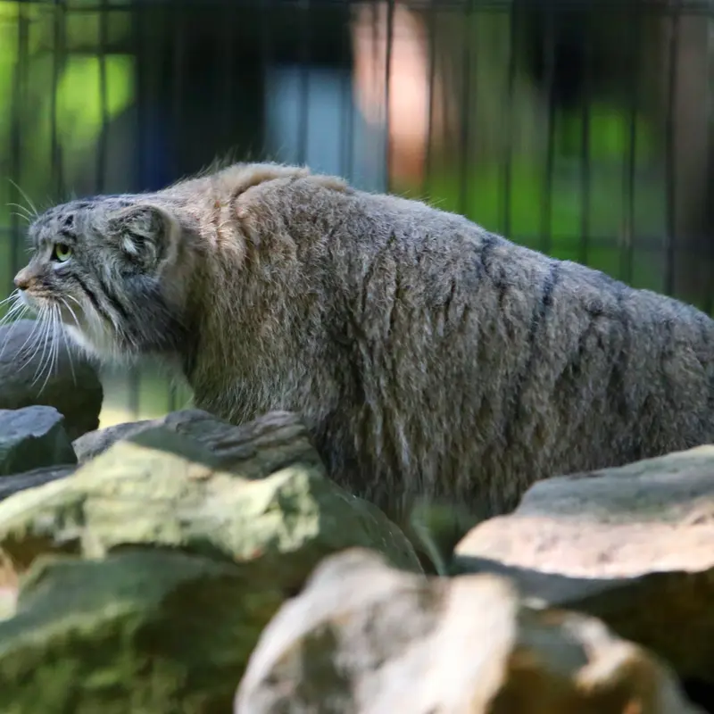 クラクフ動物園のツァスの写真