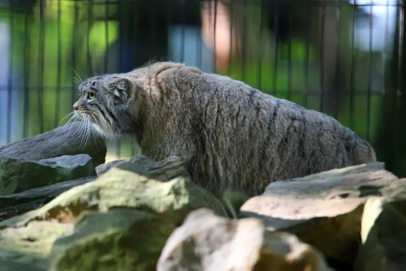 クラクフ動物園のツァスの写真