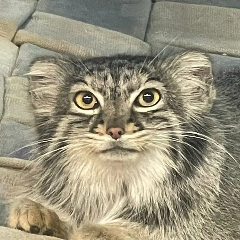 ニアイビ動物園のマヌルネコのイーヴィー