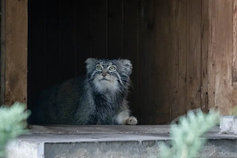 モスクワ動物園のティモフェイの写真