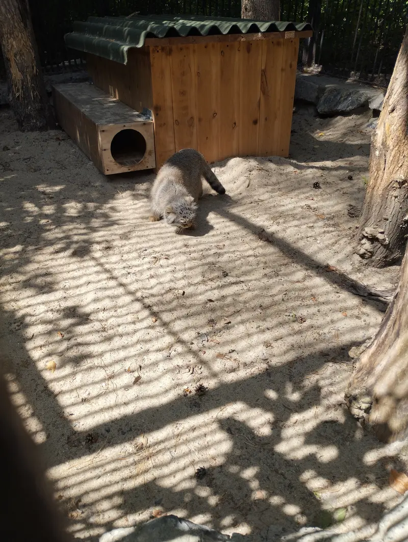 ノヴォシビルスク動物園のマヌルネコの写真