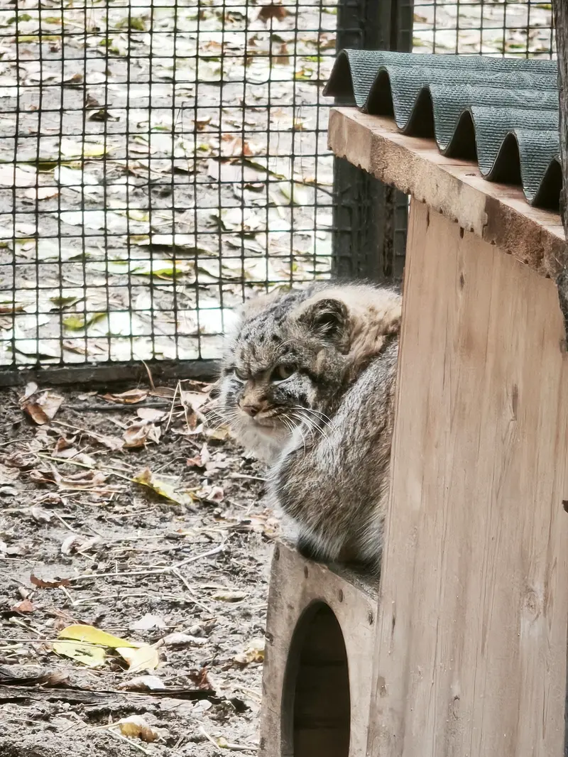 ノヴォシビルスク動物園のジョルジェットの写真