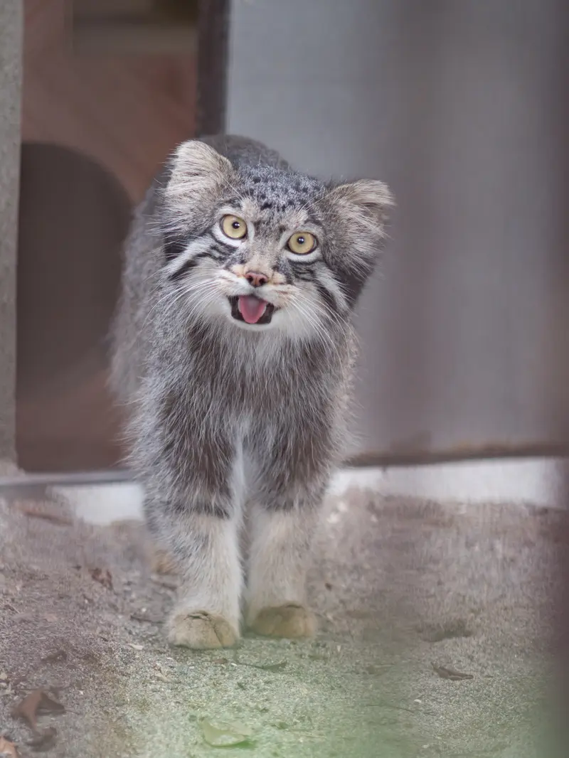 野毛山動物園のフィーガの写真