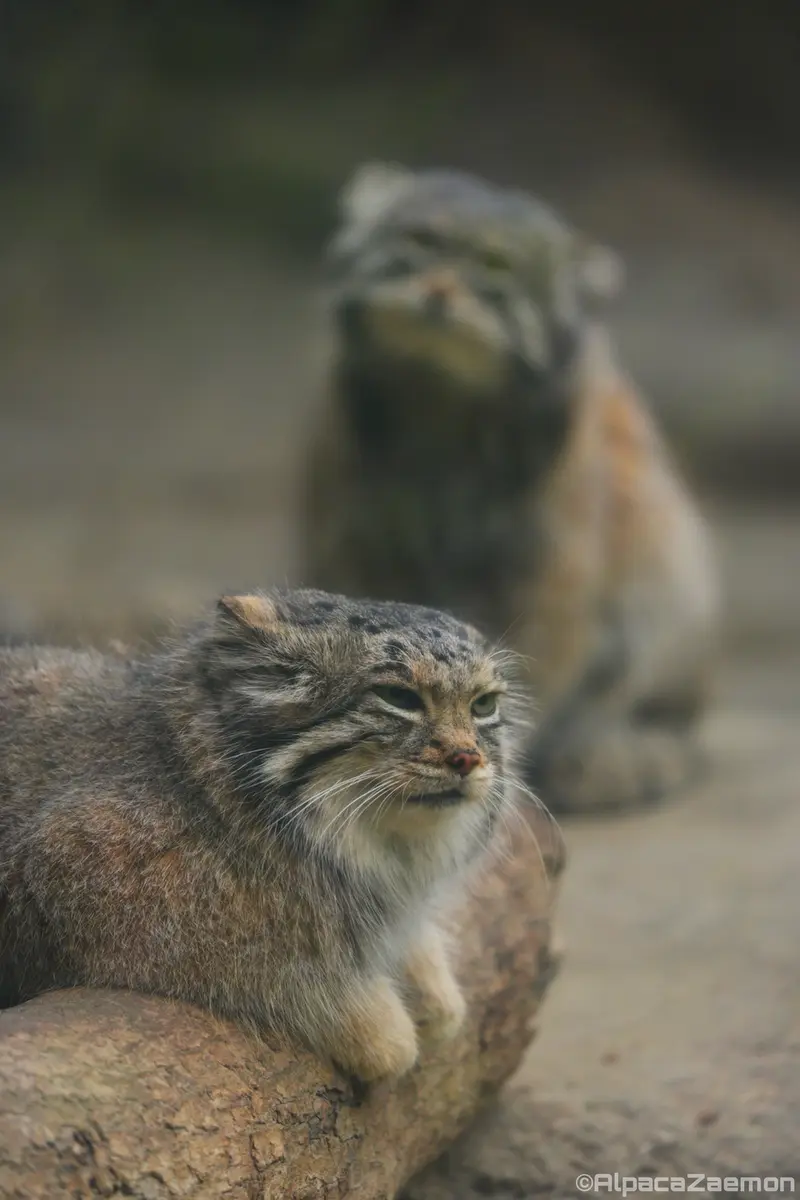 神戸どうぶつ王国のアズとナルの写真