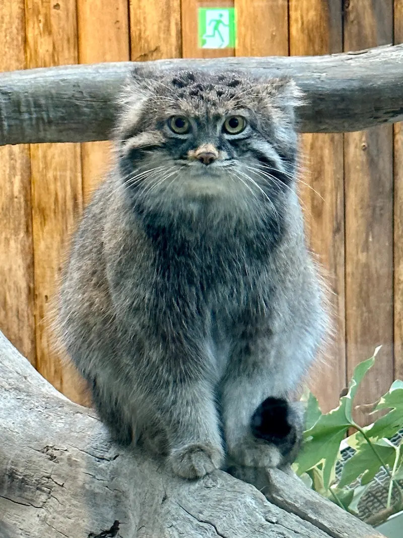 神戸どうぶつ王国のナルの写真