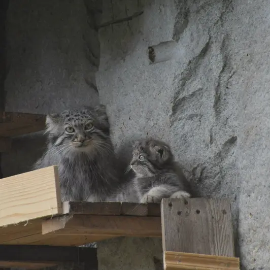 モスクワ動物園のヴァルヴァラとダーライの写真