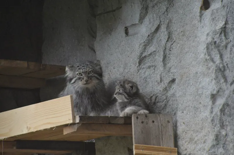 モスクワ動物園のヴァルヴァラとダーライの写真