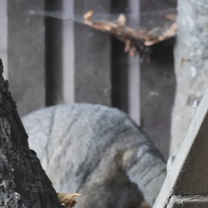 モスクワ動物園のティモフェイの写真