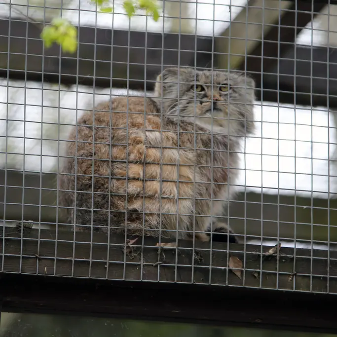 コシツェ動物園のアイセンの写真