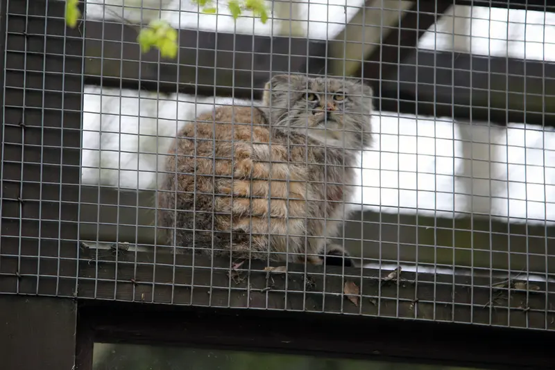 コシツェ動物園のアイセンの写真
