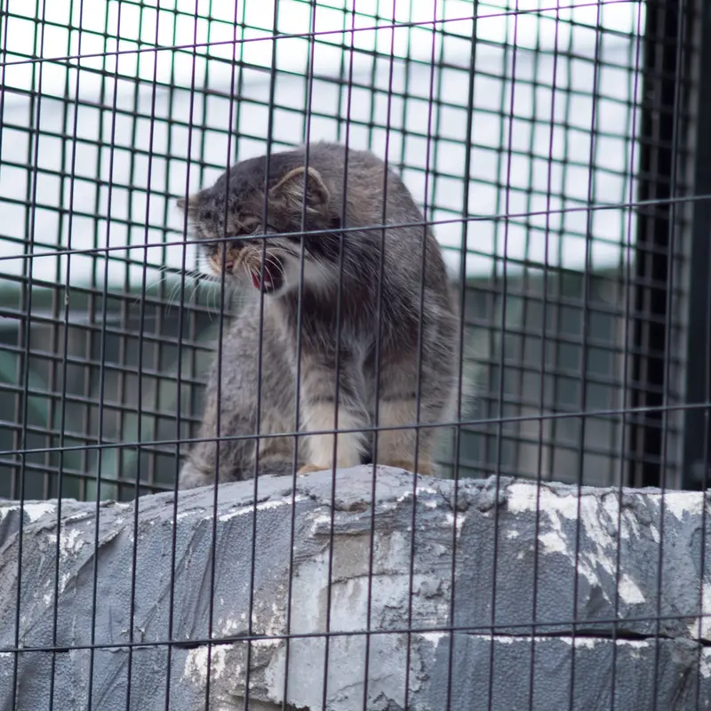 旭山動物園のヒデの写真